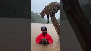 Leopard Mother Handing Over Cub During Flood Rescue