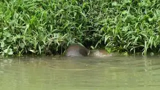 新加坡野生水獭 The 2A7J6pups Smooth-coated Otter Family In Singapore_ Sungei Ulu Pandan_ 08 June 2025