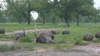 For farmers growing ostriches to Christmas trees, disasters come with their own set of problems