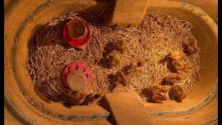 Setting up the Brooder | Baby Chicks | Rhode Island Reds | Laying Hens