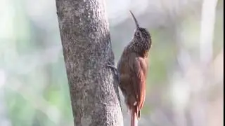 Cocoa Woodcreeper (Xiphorhynchus susurrans)