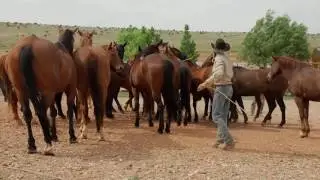 From Coward to Cowboy - Life of a Cowboy