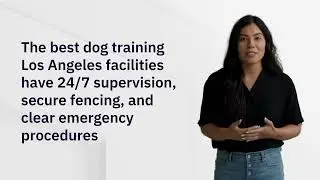 Dog Training Techniques That Actually Work