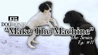Pointing Dog Video Series: 