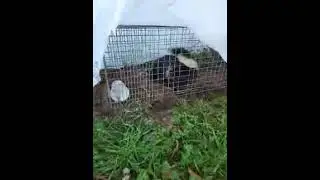 Skunk in the live trap. Now what?