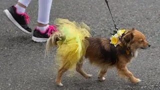 Daffodil Parade 2015 &ndash; Puyallup, Washington