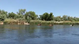 lower salt river horses
