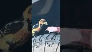 Хохлатая барбетка хочет наш стейк