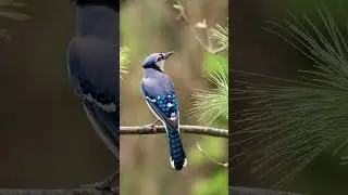 Blue jay sound