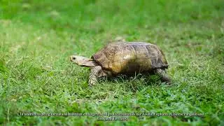Biodiversity of Jalthal Forest #jhapa #nepal