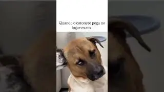 exatamente assim comigo, com voc&ecirc;? #humor #pets #viralizou #cotonete #memedocaramelo