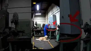 Dog Warns Factory Worker Seconds Before Machine Explodes #herodog #explosion  #justintime #shorts