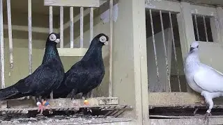 KOLEGI WOJTKA MAMKI I GOŁĘBI WYSTAWIE KLASA👌👌ZAPRASZAM NA KRÓTKI FILMIK🥰NA DNIACH COŚ NAGRA WIĘCEJ🫶