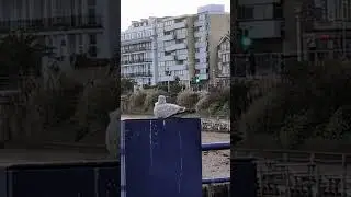 🎵🎶 Seagull juveniles in August🌞 Vs January ❄️. #seagull #beach #sea
