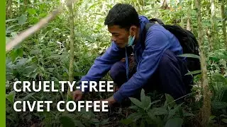 Philippine tribe boosts livelihoods and conservation with civet poop coffee