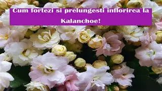 Cum fortezi si prelungesti inflorirea la Kalanchoe