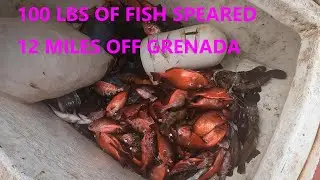 Catching welks and spearing 100 lbs of fish 12 miles off Grenada