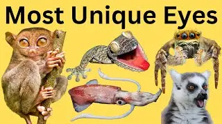 10 Animals With Most Unique and Weird Eyes in the World