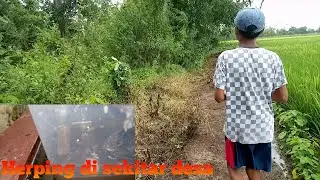 Herping di sekitar desa menemukan satwa yang sangat masih terjaga