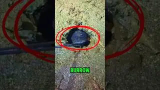 The fierce little fish‼️😱#shorts #fish #animals