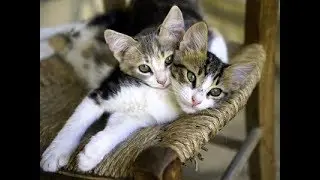 Adopting a Kitten? Make it a Double!