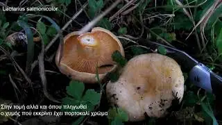 Lactarius salmonicolor