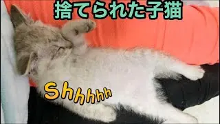 【保護猫】保護猫グルたんの成長記録【kitten growth record】【Rescue cat】
