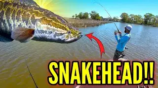 First SNAKEHEAD of 2025! Finally they're WAKING UP!! Fishing Maryland