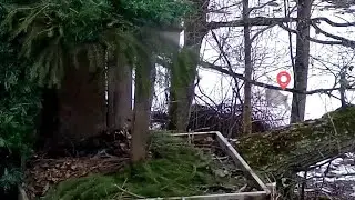Kassikakk:Eagle Owl~A Lynx is passing by🐆  