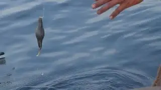 Fisherman Catches Fish Stock Video
