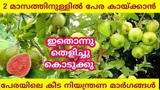 ഇതൊന്ന് മാത്രം മതി പേരക്ക നിറയെ കായ്ക്കാൻ|Perakka krishi in malayalam|Guava cultivation tips at home