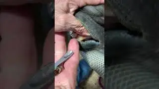Удаление зубного камня у лошади