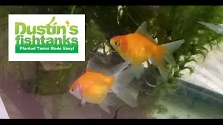How to keep Pearl Scale Goldfish: Species Sunday