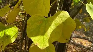Menispermum canadense (Menispermaceae) moonseed