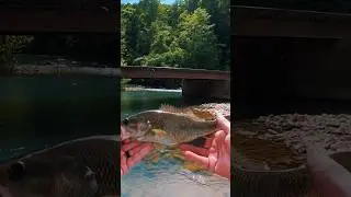 TFO NXT BLACK LABEL 4WT MAKING A GOOD DAY GREAT 🤙🏼