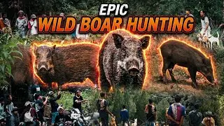 The most exciting collection of wild boar hunting videos of 2025