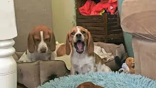 Выбирайте себе щенка! Очаровательные щенки бигля доступны 🐶
