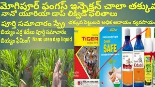 Farming rice 🌾 tiger safe kabaddi#nanodap#dap2. 20_20_13 #teluguextravlog#viralvideo#viral#inefexen