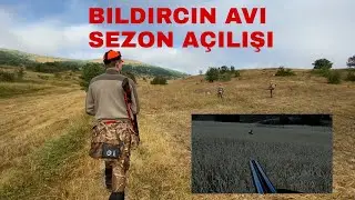 BILDIRCIN AVI 2021-2022 SEZON A&Ccedil;ILIŞI - quail hunting -охота на перепелов - صيد السمان -