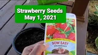 Planting Strawberry Seeds May 1, 2021