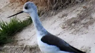 stilt bird