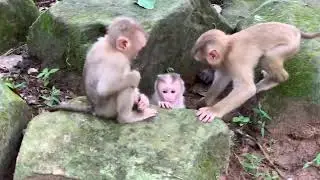 Cute baby monkey Lily... Cute baby Lily Leo Rainbow & Monkey Libby