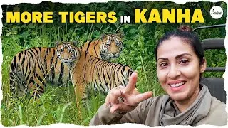 More Tigers🐯🐅 in Kanha || Wildlife || Sadaa Wild Stories|| #tiger #kanha #wildlife #nature #life