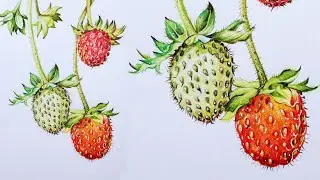 Strawberries Drawing in Color Pencils | Fruit Drawing | How to Draw Strawberries