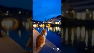 夜の川面に静けさが映る街と猫 / Quiet Reflections Along the River at Night