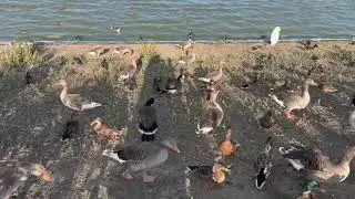 September The Ruddy Shelduck Returns