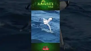 How Do Birds Fly Over the Ocean Without Getting Tired? Seagulls Flying Above the Blue Sea #shorts