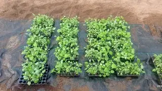 Poly house Vegetables nursery in tray Part-3