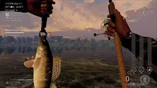 Fishing planet-eel cannibal ghent-terneuzen canal