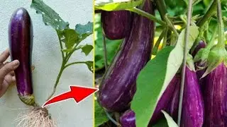 Grow egg plant tree using this mathod surprisingly you get many fruit. 🍆🍆🍆